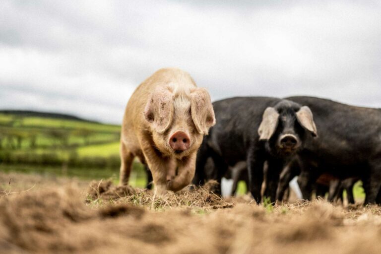 Native-breed pigs at The Farmers Arms, Woolsery