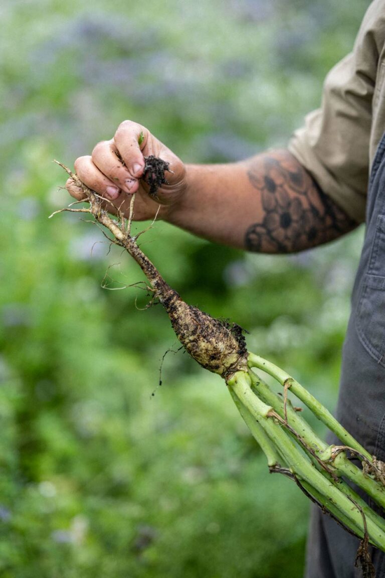 Picking produce at Birch Farm, Woolsery, nr Clovelly, North Devon