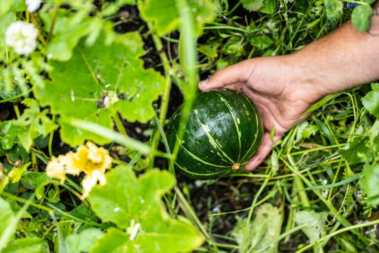 Produce growing at Birch Farm, Woolsery