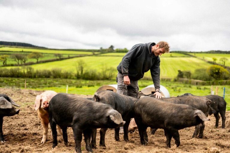 Pigs at Birch Farm, Woolsery