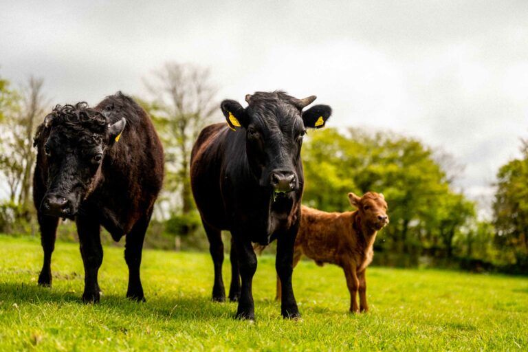 Cattle at Birch Farm, Woolsery