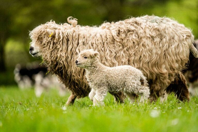 Native-breed sheep at Birch Farm, Woolsery