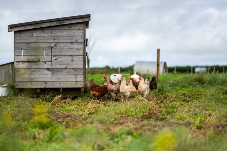 Chickens at Birch Farm, Woolsery