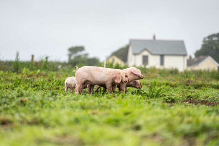 Pork for Sunday Dinner, The Farmers Arms Woolsery, nr Clovelly, North Devon