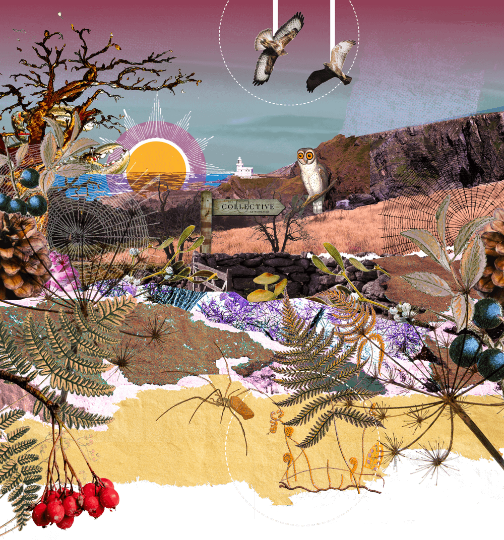 The Collective at Woolsery