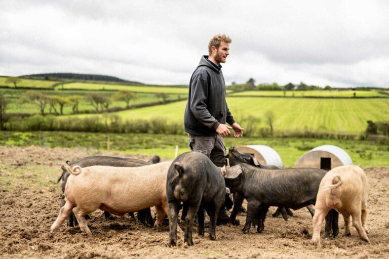 Livestock Manager Chris Jenn tending to rare breed pigs