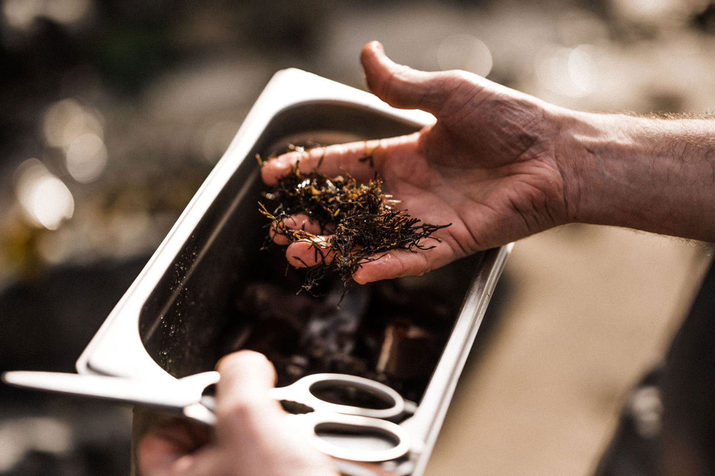 Foraging at the coastline